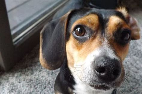 Rat Terrier Beagle Mixes Raggle Origin Needs And Issues