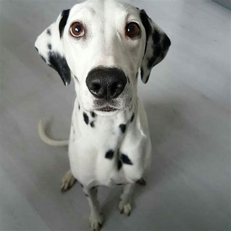 14 Things You Didnt Know About Dalmatians Petpress