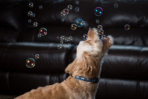 Dog Bubbles Mike Walker