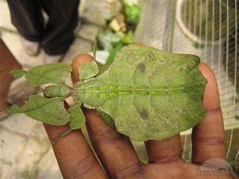 Insect That Looks Like A Leaf Insects Amazing Nature Plant Leaves
