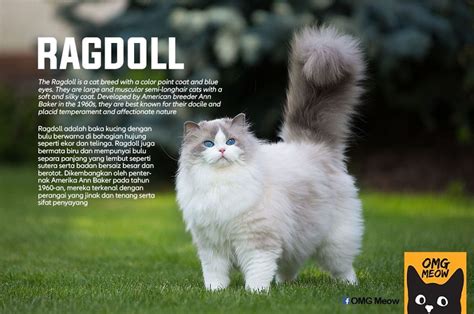 30 Of The Most Popular Cat Breeds And Their Origins Most Popular Cat