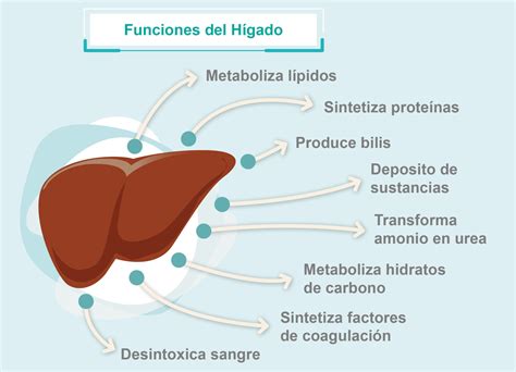 La Función Del Hígado Fundahigado America