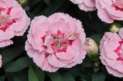 Dianthus Oscar Pink Star Alpine Thorngrove And Walled Garden