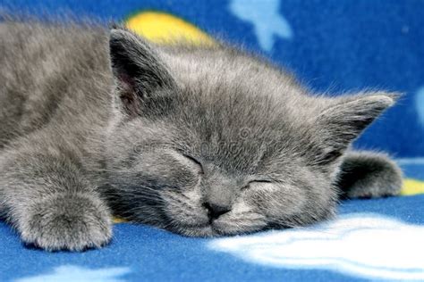 British Blue Kitten Stock Image Image Of Sleepy Close 353135