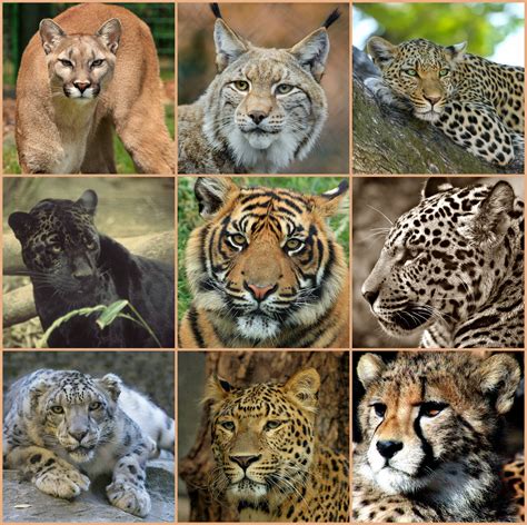 A lion, tiger, or other large…. Bildet : natur, villmark, ser, dyreliv, fauna, leopard ...