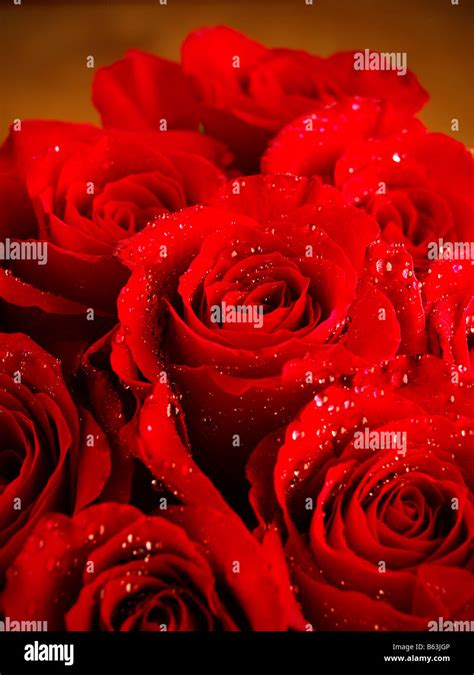 Romantische Rote Rosen Stockfotos Und Bilder Kaufen Alamy