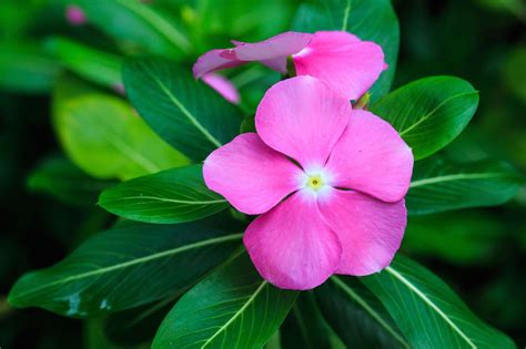 Periwinkle Care How To Grow Periwinkle Plants Periwinkle Plant