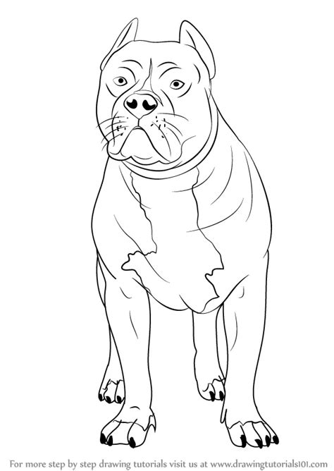 Learn How To Draw A Pitbull Other Animals Step By Step Drawing