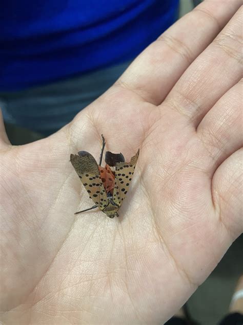 Spotted Lanternfly From Center Dr San Marcos Ca Us On December At Pm By Lilia