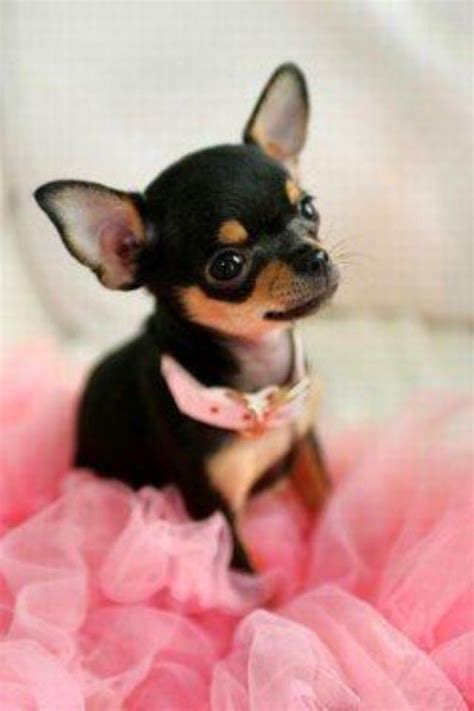 Female Dog Names Chihuahua The A Z List Of 400 Cute Sassy And Fun