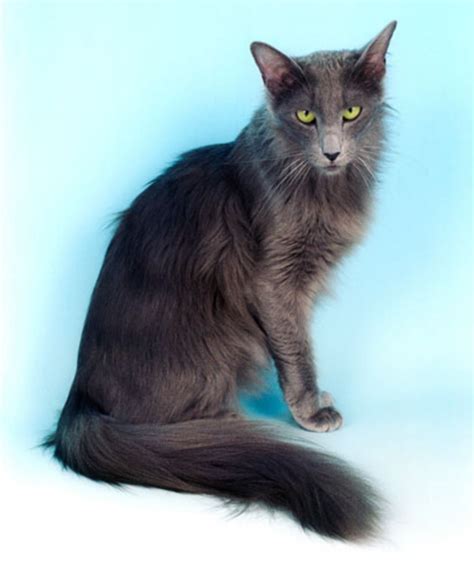 Oriental Longhair Vs California Spangled Cat Breed Comparison