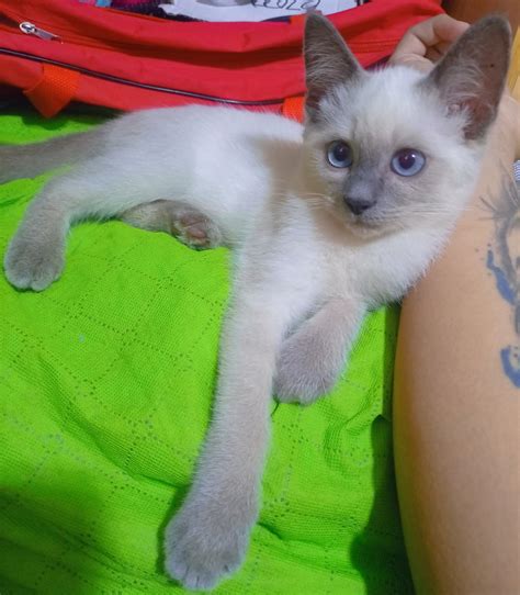 Blue Point Siamese Kittens Pet Finder Philippines Buy And Sell Pets