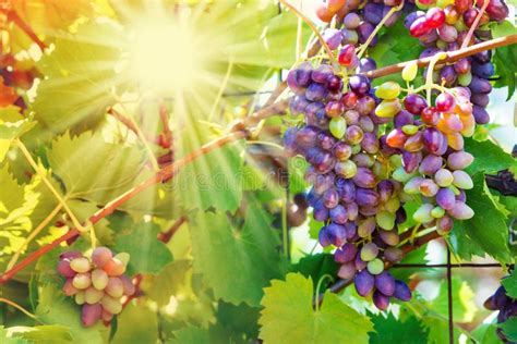 Vineyards At Sunset In Autumn Harvest Ripe Grapes In Fall Stock Photo