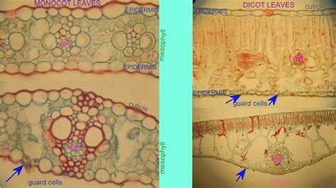 The palisade parenchyma layer is located just below the upper epidermal layer where sunlight is easily accessible to leaf cells. MONOCOT & DICOT LEAVES COMPARED - YouTube