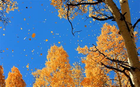 Hd Wallpaper Autumn Over The Trees Sky Leaf Falling Leaves Falling