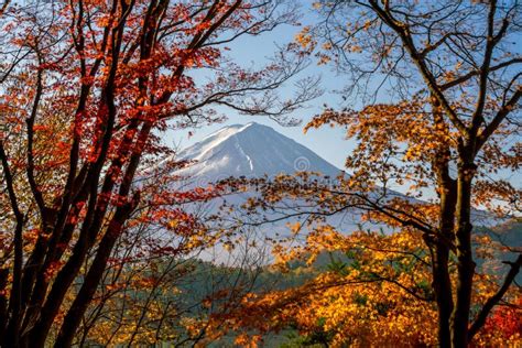 Mt Fuji In Autumn With Red Maple Leaves Stock Photo Image Of Morning