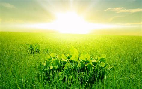Green Wallpaper Hd Morning Green Grass Rising Sun