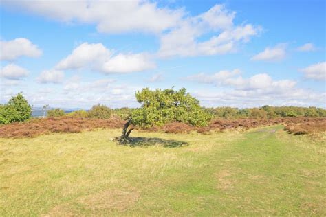 Windswept Oak Tree On Stanton Moor In Derbyshire Stock Photo Image Of