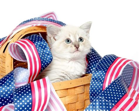 25 Patriotic Cats Celebrating The 4th Of July Pictures Cattime