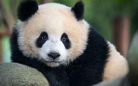 How The Pandas Thumb Evolved Twice Scientific American