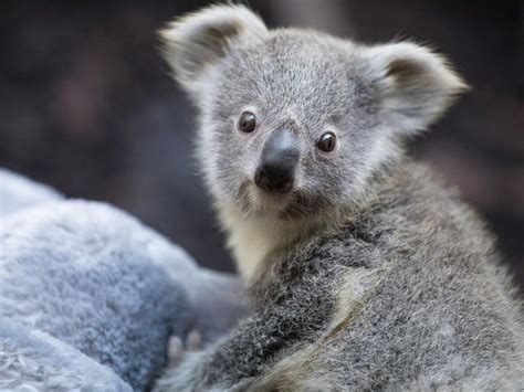 Uks Only Koala Joey Confirmed As Girl In First Health Check Guernsey