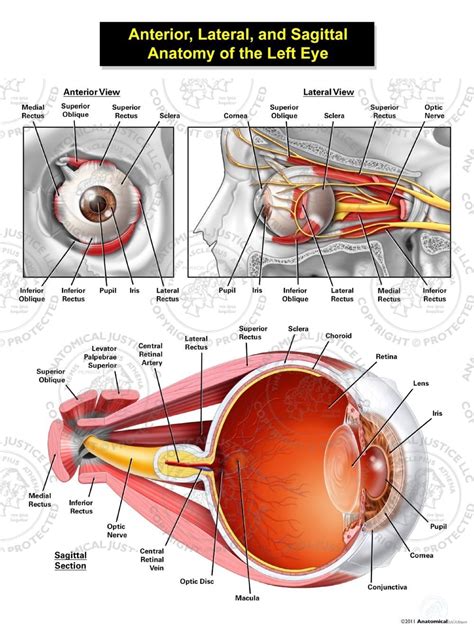 Anterior Lateral And Sagittal Anatomy Of The Left Eye