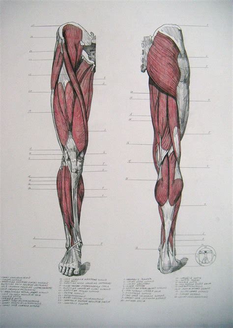 Muscles Of Legs Front And Back By Reinisgailitis On
