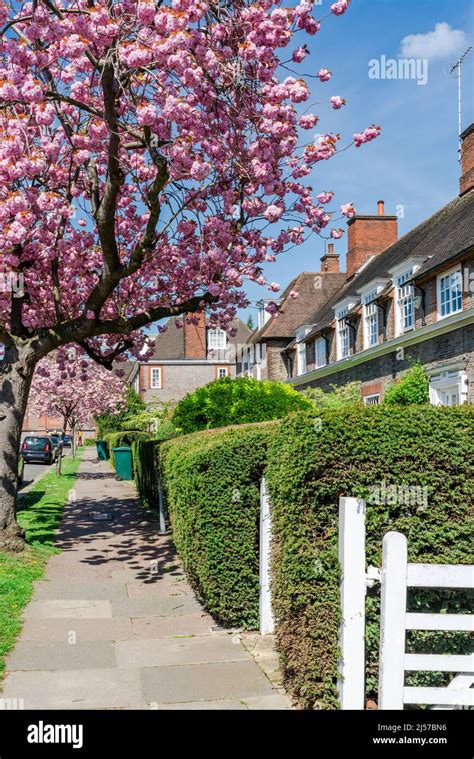 Beautiful Cherry Blossom Line A Residential Street In Hampstead Garden