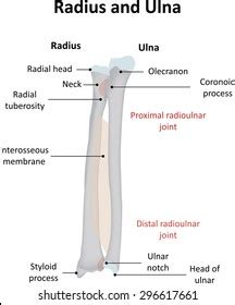 The radius is the bone which is present laterally, which means when your palm is facing upwards, it is away from. Ulnar Styloid Process Images, Stock Photos & Vectors ...