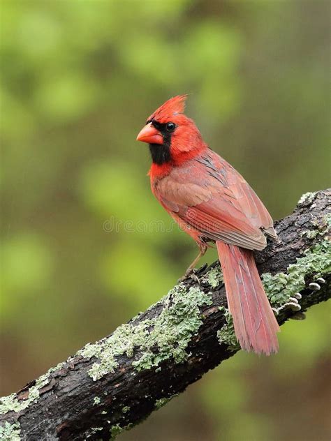 Beautiful Male Northern Cardinal Stock Photo Image Of Mask Male