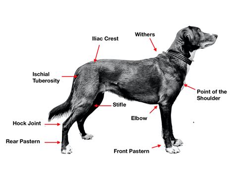 Canine Anatomy 101 Canine Fitness Innovations