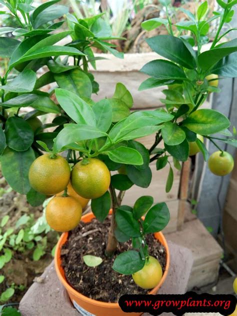 Same day delivery · deliver to 190+ countries · same day delivery Calamansi tree - How to grow & care