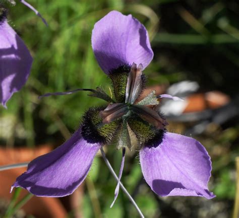 Growing Cool Plants Moraea Mm 12 95