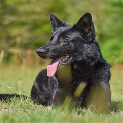 Are Black German Shepherds Aggressive Solving The Myth World Of Dogz