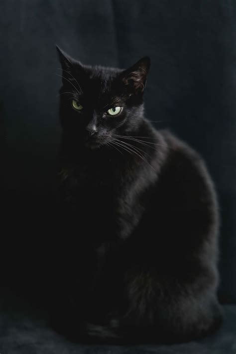 Hd Wallpaper Portrait Of Black Cat Pet Animal Domestic Cat Pets