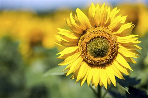 The psychic sense of smell gifted to us through clairalience is a more powerful (and spiritual) form of this. A List of Flowers With No Smell | List of flowers, Flowers ...