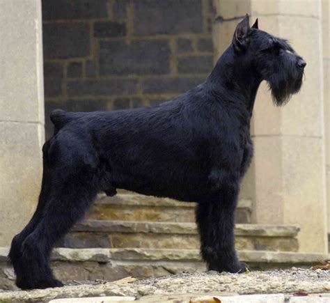 Giant Schnauzer Wallpapers Wallpaper Cave