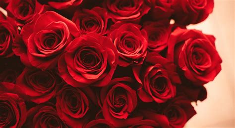 Aesthetic Rose Flowers Wallpapers Top Free Aesthetic Rose Flowers