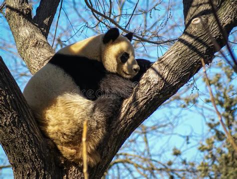 Big Black And White Panda Bear Sitting On A Tree Stock Image Image Of