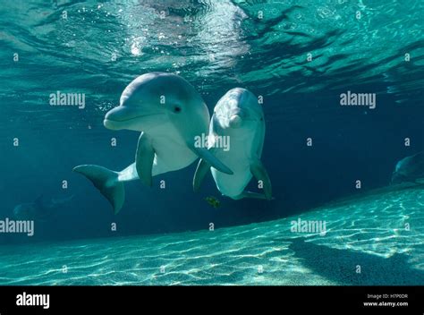 Bottlenose Dolphin Tursiops Truncatus Underwater Pair Hawaii Stock