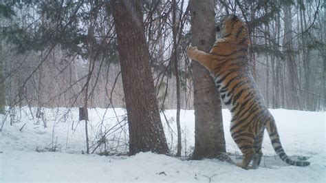Siberian Tiger Camera Trap Footage Natural World Safaris