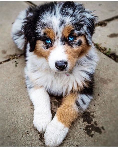 Australian Shepherd Cute Dogs Baby Dogs Cute Dogs And Puppies