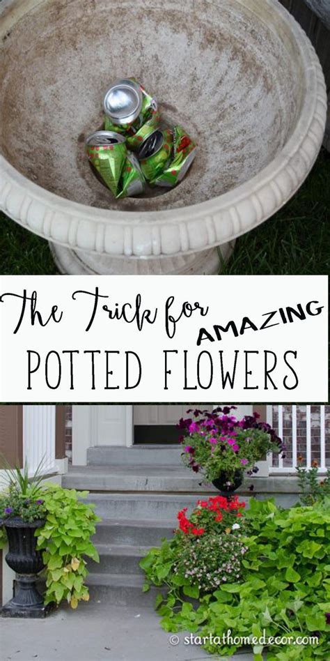 They add dramatic color to homes and gardens, and make wonderful gifts to gardeners from beginners to experts. Beautiful Flower Garden for Beginners Pots Beginners Guide ...