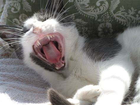 Cat Yawn Cat Yawning Yawning Animals Feline