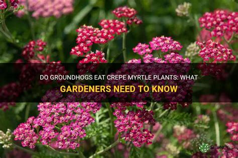 Do Groundhogs Eat Crepe Myrtle Plants: What Gardeners Need To Know | ShunCy