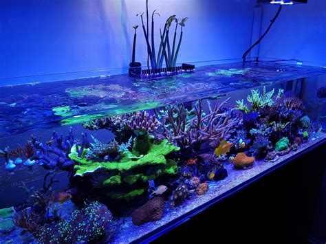 The Ultimate Lighting You Must Have For Coral Growth Check It Out