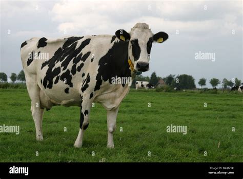 Black And White Spotted Cow Name Of The Cow Is Pinda Peanut Stock