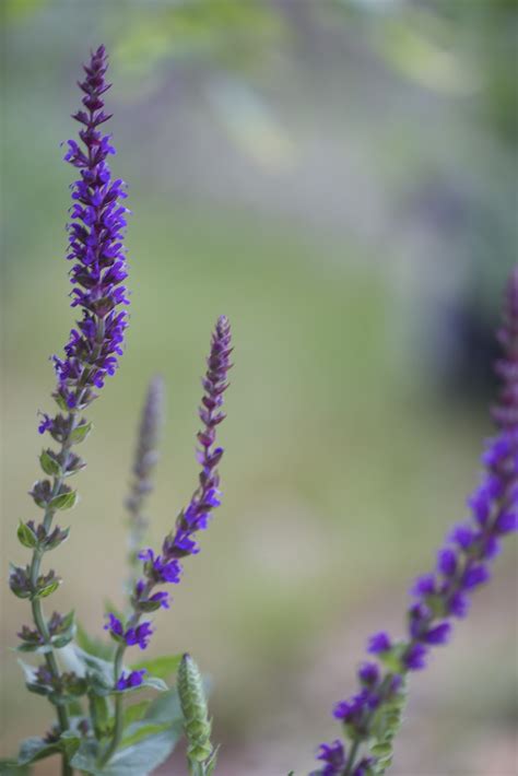 Check spelling or type a new query. 5 favorites for a beautiful English cottage style garden ...