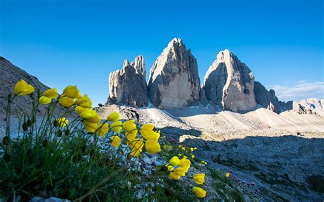 Dolomites Three Peaks Of Lavaredo Italy Yellow Spring Spring Flowers