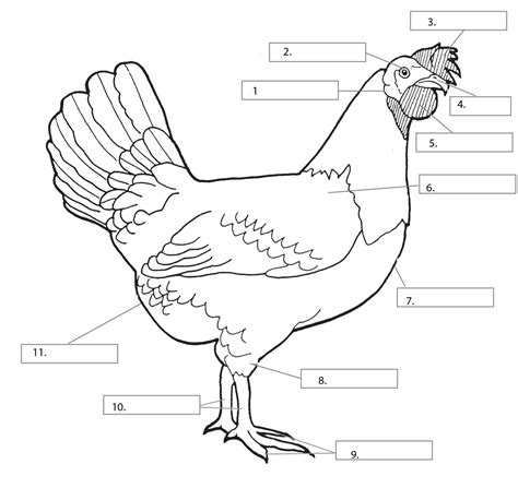 Parts Of A Chicken Diagram Quizlet